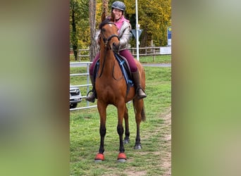 Vollblutaraber, Hengst, 1 Jahr, 154 cm, Schimmel