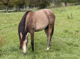 Vollblutaraber, Hengst, 1 Jahr, 154 cm, Schimmel