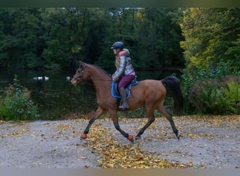 Vollblutaraber, Hengst, 1 Jahr, 154 cm, Schimmel