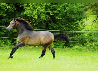 Vollblutaraber, Hengst, 1 Jahr, 154 cm, Schimmel