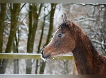 Vollblutaraber, Hengst, 1 Jahr, 154 cm, Schimmel