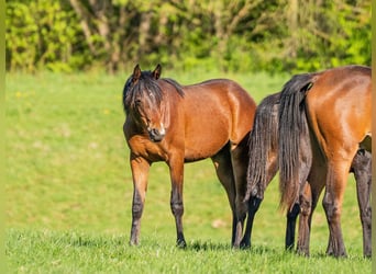 Vollblutaraber, Hengst, 1 Jahr, 155 cm, Brauner