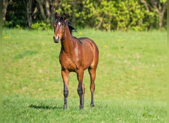 Vollblutaraber, Hengst, 1 Jahr, 155 cm, Brauner