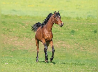 Vollblutaraber, Hengst, 1 Jahr, 155 cm, Brauner