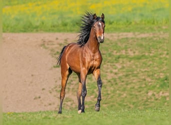 Vollblutaraber, Hengst, 1 Jahr, 155 cm, Brauner
