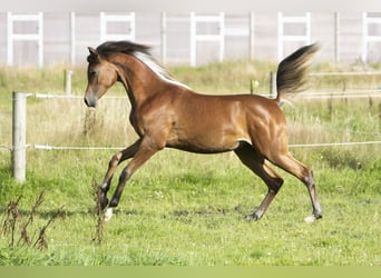 Vollblutaraber, Hengst, 1 Jahr, 155 cm, Brauner