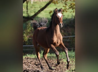 Vollblutaraber, Hengst, 1 Jahr, 155 cm, Brauner