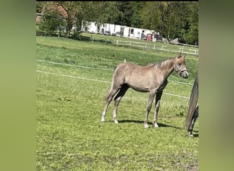Vollblutaraber, Hengst, 1 Jahr, 155 cm, Braunfalbschimmel