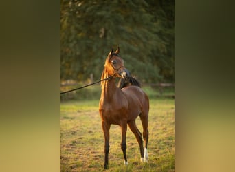 Vollblutaraber, Hengst, 1 Jahr, 155 cm, Dunkelbrauner