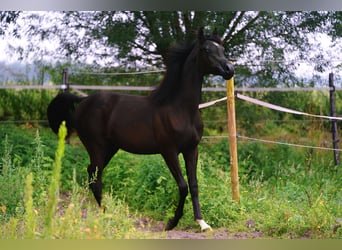 Vollblutaraber, Hengst, 1 Jahr, 155 cm, Rappe