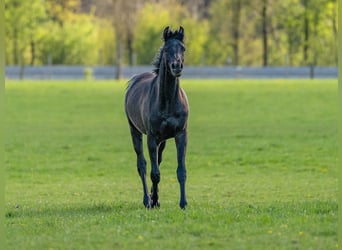 Vollblutaraber, Hengst, 1 Jahr, 155 cm, Rappe