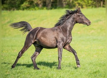 Vollblutaraber, Hengst, 1 Jahr, 155 cm, Rappe