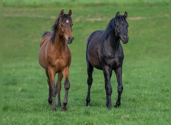 Vollblutaraber, Hengst, 1 Jahr, 155 cm, Rappe