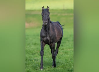 Vollblutaraber, Hengst, 1 Jahr, 155 cm, Rappe