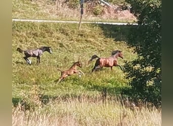 Vollblutaraber, Hengst, 1 Jahr, 155 cm, Rappe