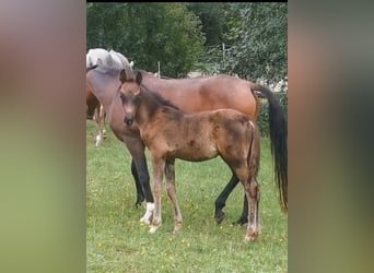 Vollblutaraber, Hengst, 1 Jahr, 155 cm, Rappe