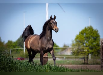 Vollblutaraber, Hengst, 1 Jahr, 155 cm, Schimmel
