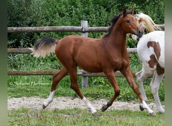 Vollblutaraber, Hengst, 1 Jahr, 156 cm, Brauner