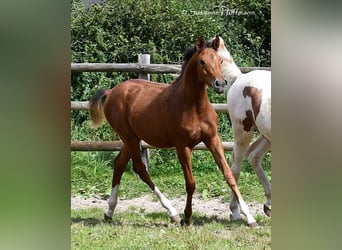 Vollblutaraber, Hengst, 1 Jahr, 156 cm, Brauner