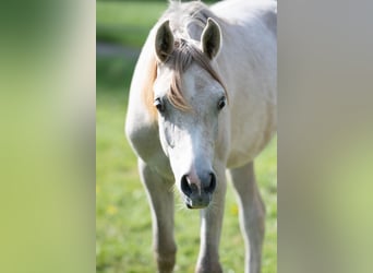 Vollblutaraber, Hengst, 1 Jahr, 156 cm, Schimmel