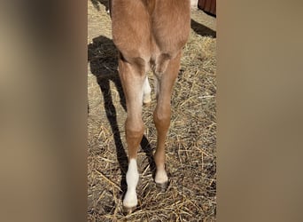 Vollblutaraber, Hengst, 1 Jahr, 156 cm, Schimmel