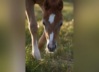 Vollblutaraber, Hengst, 1 Jahr, 156 cm, Schimmel