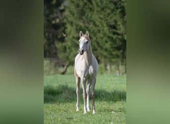 Vollblutaraber, Hengst, 1 Jahr, 156 cm, Schimmel