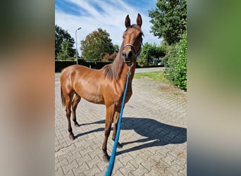 Vollblutaraber, Hengst, 1 Jahr, 157 cm, Brauner