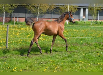 Vollblutaraber, Hengst, 1 Jahr, 157 cm, Brauner