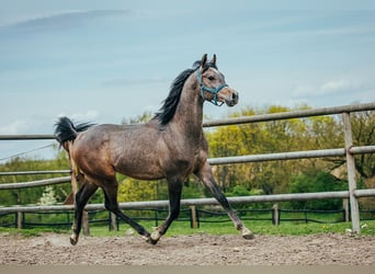 Vollblutaraber, Hengst, 1 Jahr, 157 cm, Fuchs
