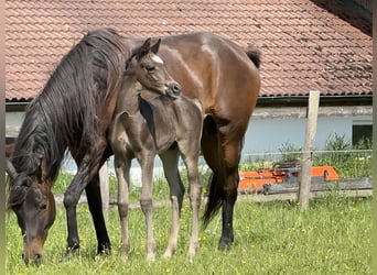 Vollblutaraber, Hengst, 1 Jahr, 157 cm, Rappe