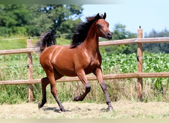 Vollblutaraber, Hengst, 1 Jahr, 158 cm, Brauner