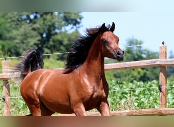 Vollblutaraber, Hengst, 1 Jahr, 158 cm, Brauner