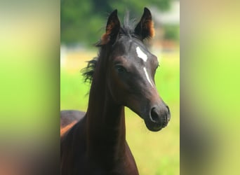 Vollblutaraber, Hengst, 1 Jahr, 158 cm, Rappe