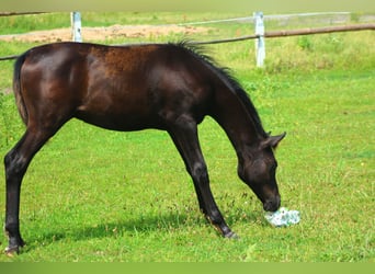 Vollblutaraber, Hengst, 1 Jahr, 158 cm, Rappe