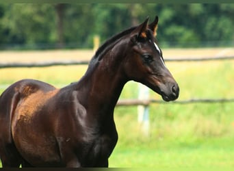 Vollblutaraber, Hengst, 1 Jahr, 158 cm, Rappe