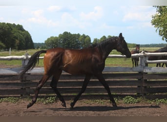 Vollblutaraber, Hengst, 1 Jahr, 160 cm, Schwarzbrauner