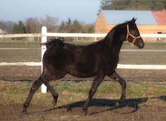 Vollblutaraber, Hengst, 1 Jahr, 162 cm, Rappe