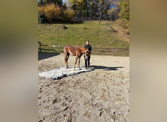 Vollblutaraber, Hengst, 1 Jahr, 165 cm, Schimmel