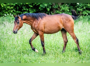 Vollblutaraber, Hengst, 1 Jahr, Brauner