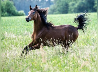 Vollblutaraber, Hengst, 1 Jahr, Brauner