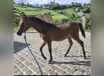 Vollblutaraber, Hengst, 1 Jahr, Brauner