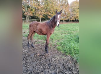 Vollblutaraber, Hengst, 1 Jahr, Brauner