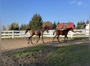 Vollblutaraber, Hengst, 1 Jahr, Brauner