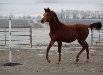 Vollblutaraber, Hengst, 1 Jahr, Brauner