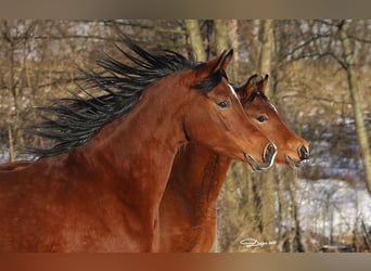 Vollblutaraber, Hengst, 1 Jahr, Brauner