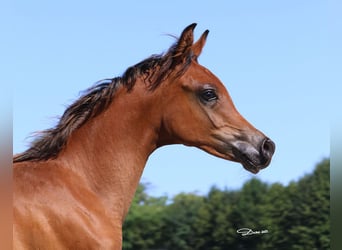 Vollblutaraber, Hengst, 1 Jahr, Brauner
