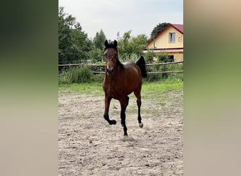 Vollblutaraber, Hengst, 1 Jahr, Dunkelbrauner