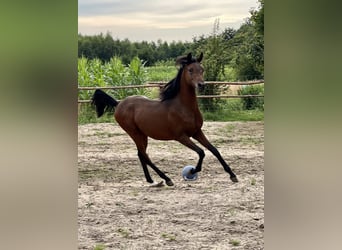 Vollblutaraber, Hengst, 1 Jahr, Dunkelbrauner