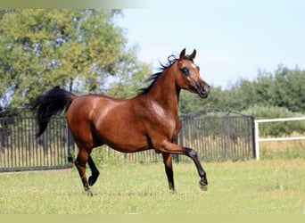 Vollblutaraber, Hengst, 1 Jahr, Dunkelbrauner